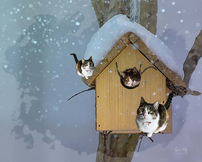 Cat House by Gwen Neff