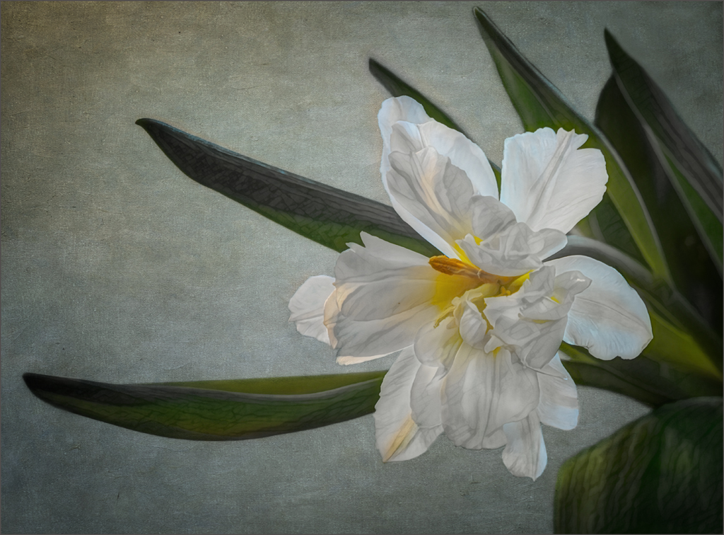White Tulip by Candy Childrey, PPSA