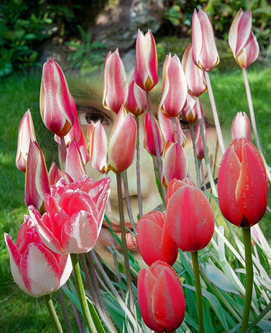 Through the Tulips by Steve Estill, APSA, EPSA