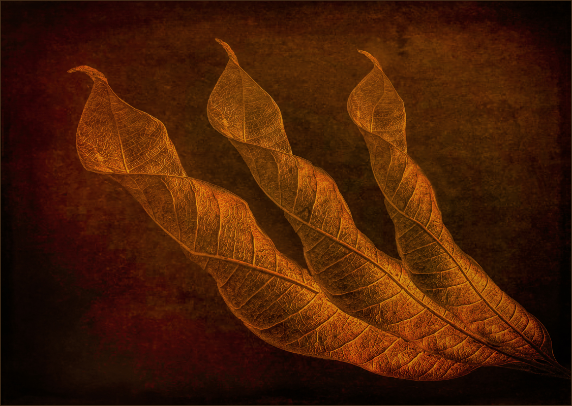 Three Leaves by Candy Childrey, PPSA
