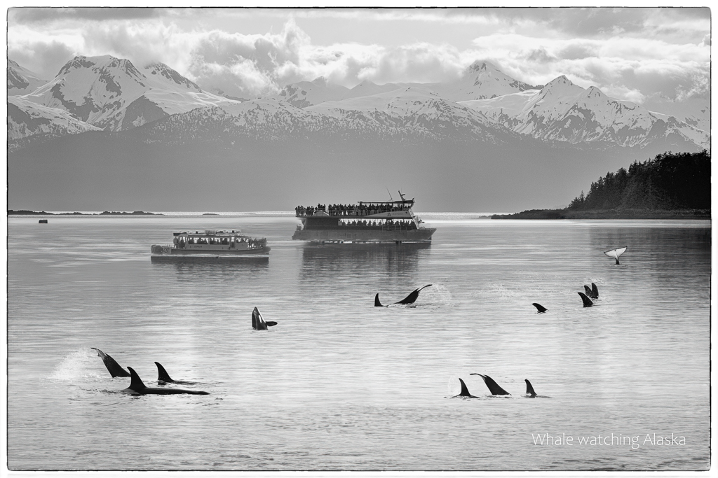Whale Watching Alaska by Frans Gunterus