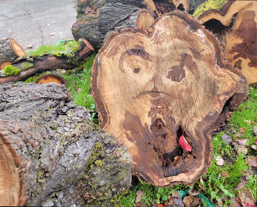 December 2025 - Steve Wessing