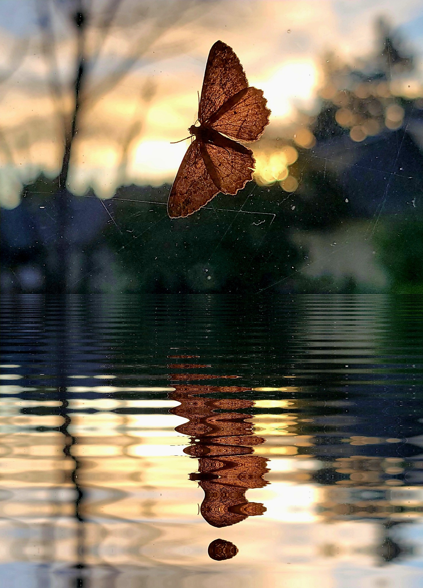 Moth on a Window