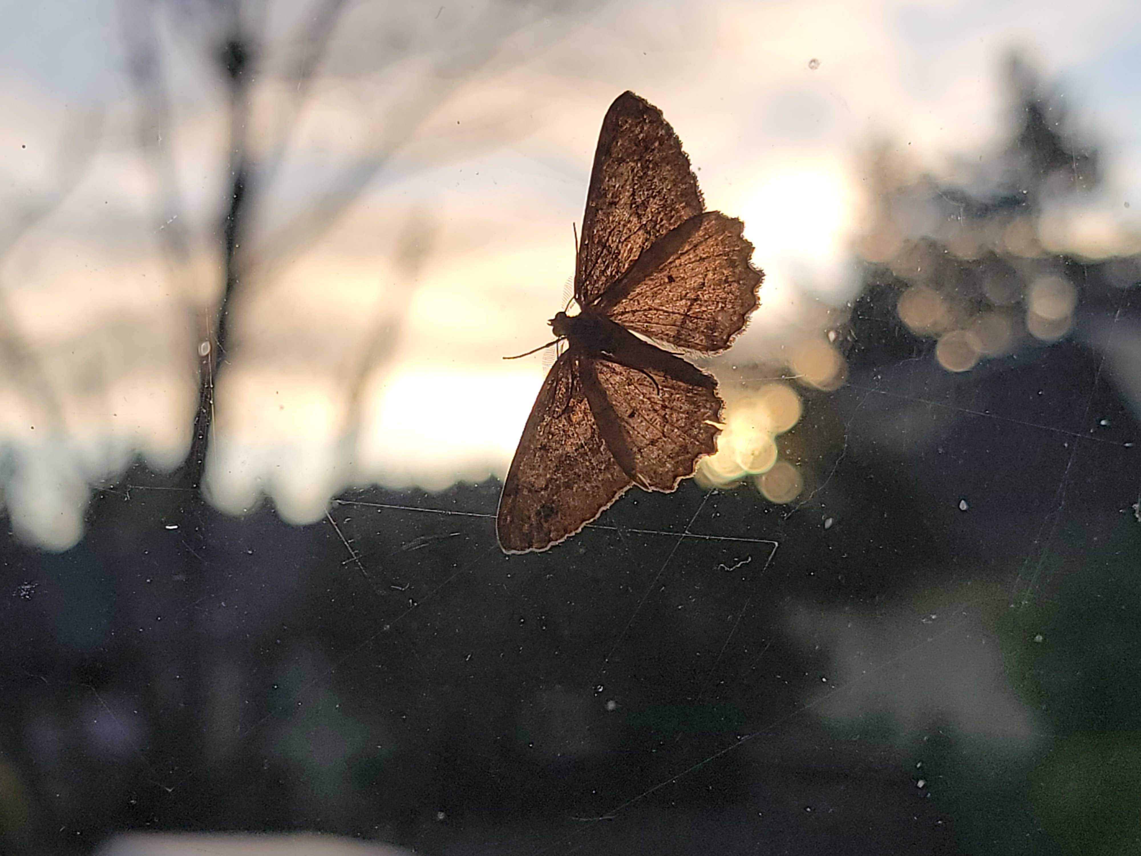 November 2025 - Steve Wessing