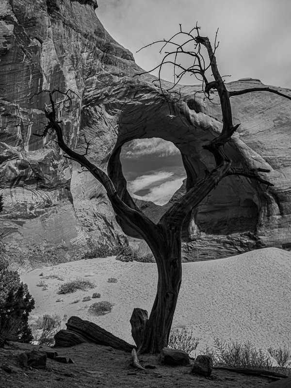 Spy Glass Tree. by Lauren Heerschap