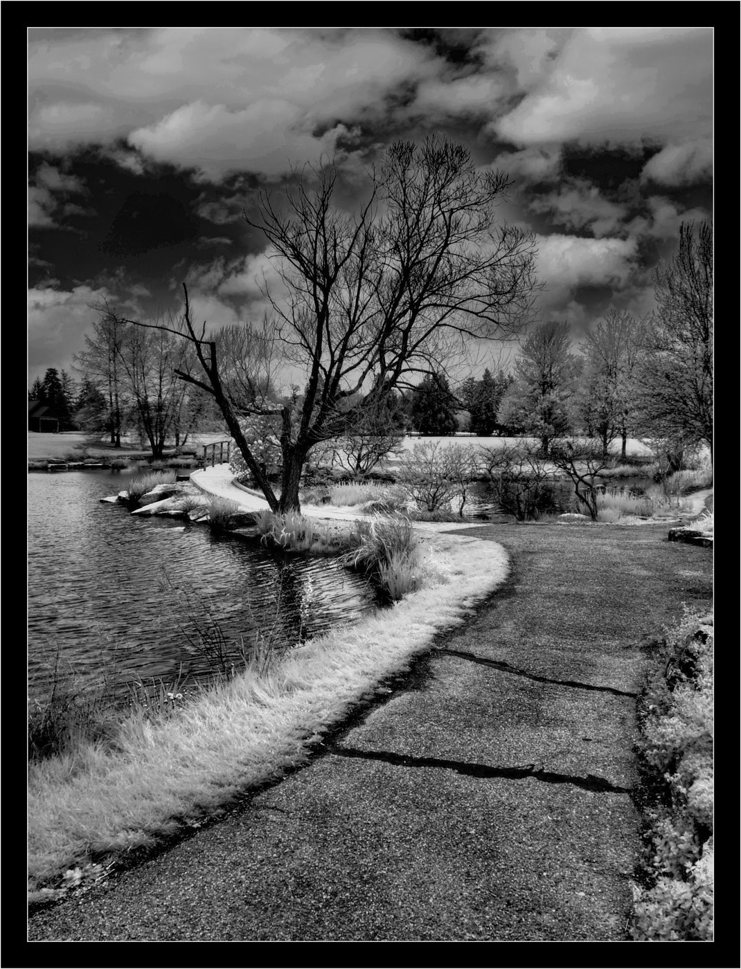 Infrared at Cox Arboretum  by Nelson Charette