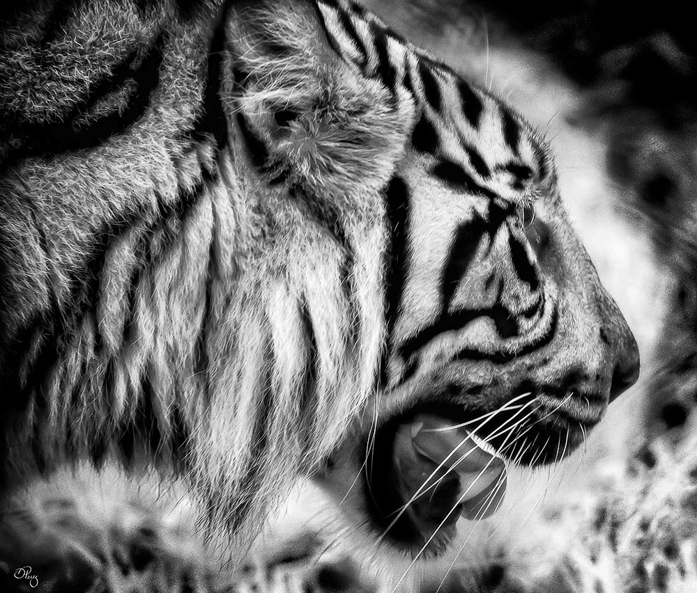 Tiger by Debbie Perez
