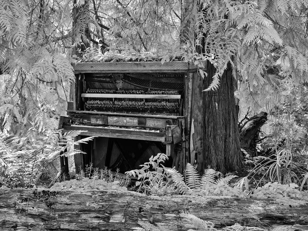 Forest Piano by Lauren Heerschap