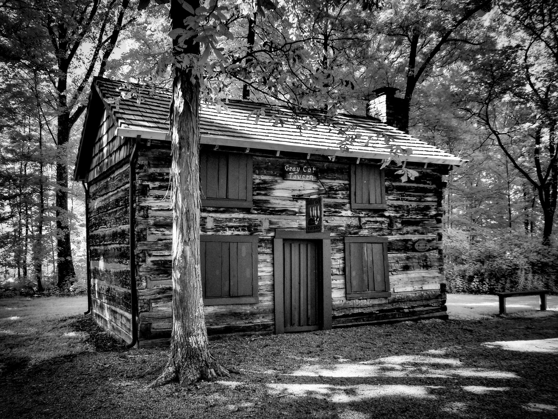 Gray Cat Tavern by Nelson Charette