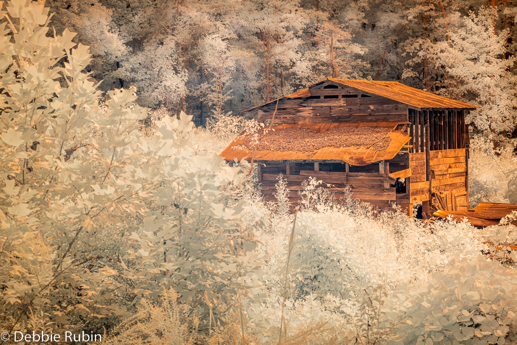 Debbie Rubin Group 35 PSA Digital Dialogue