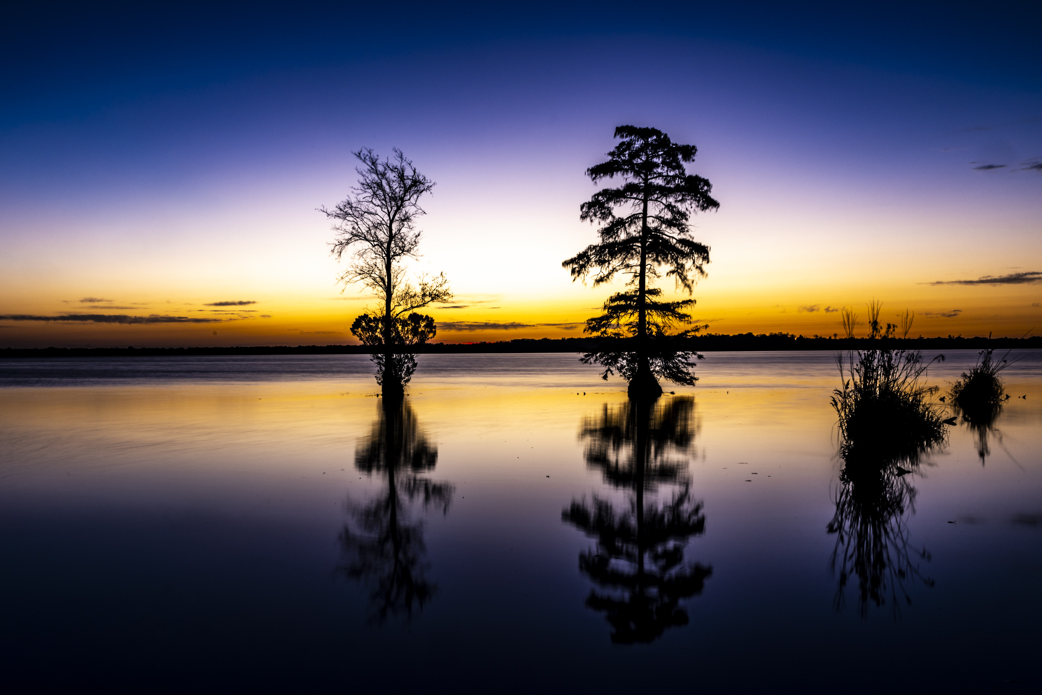 Dismal Swamp  by Adi Ben-Senior