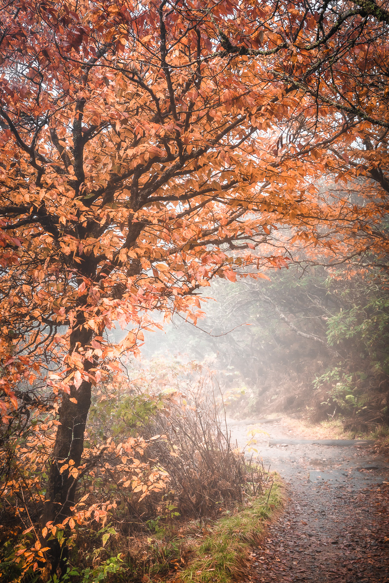 A Foggy Autumn Path by Barbara Gore