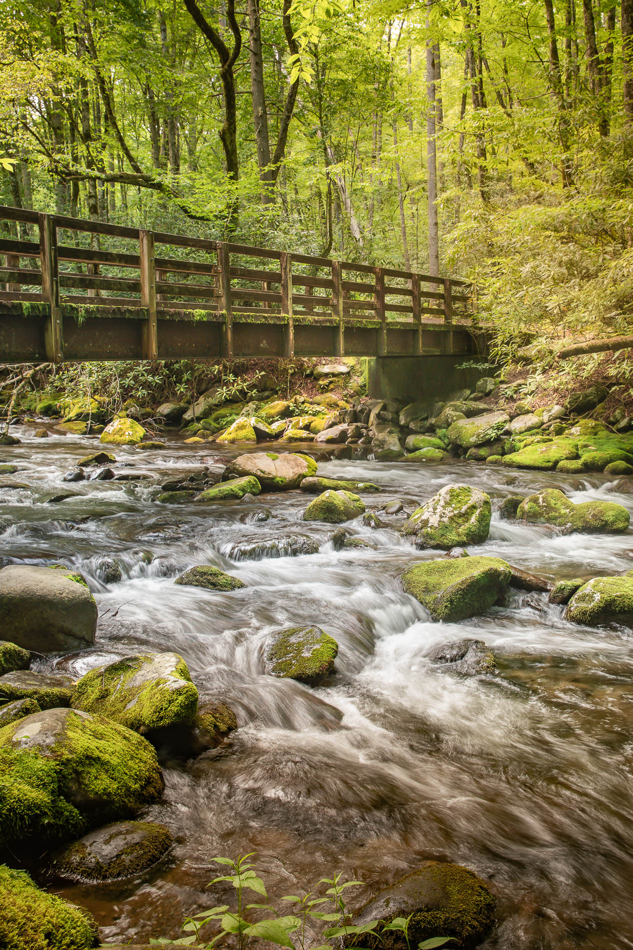 Bridging the Stream by Barbara Gore