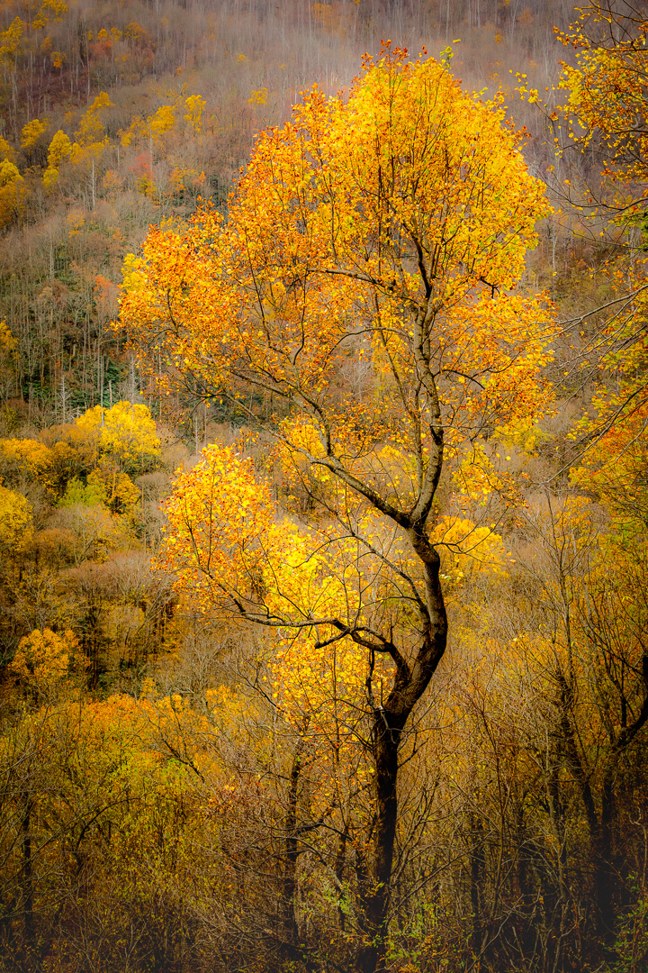 Curves of Nature by Barbara Gore