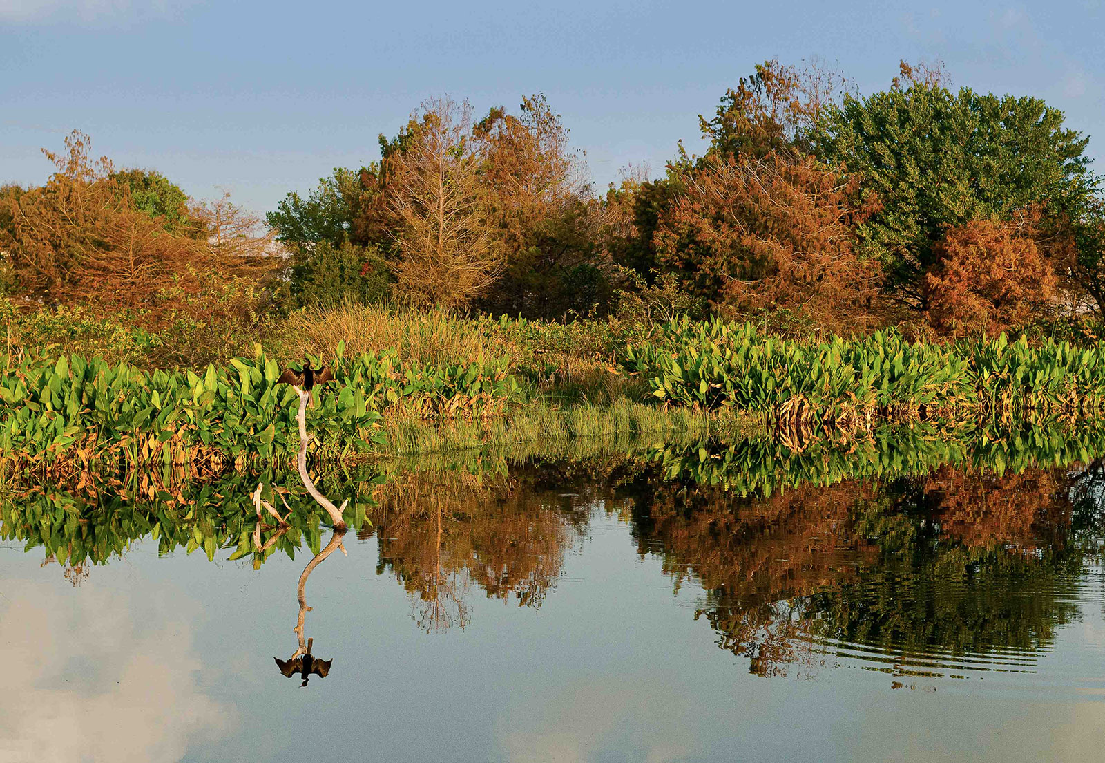 Fall in the Everglades