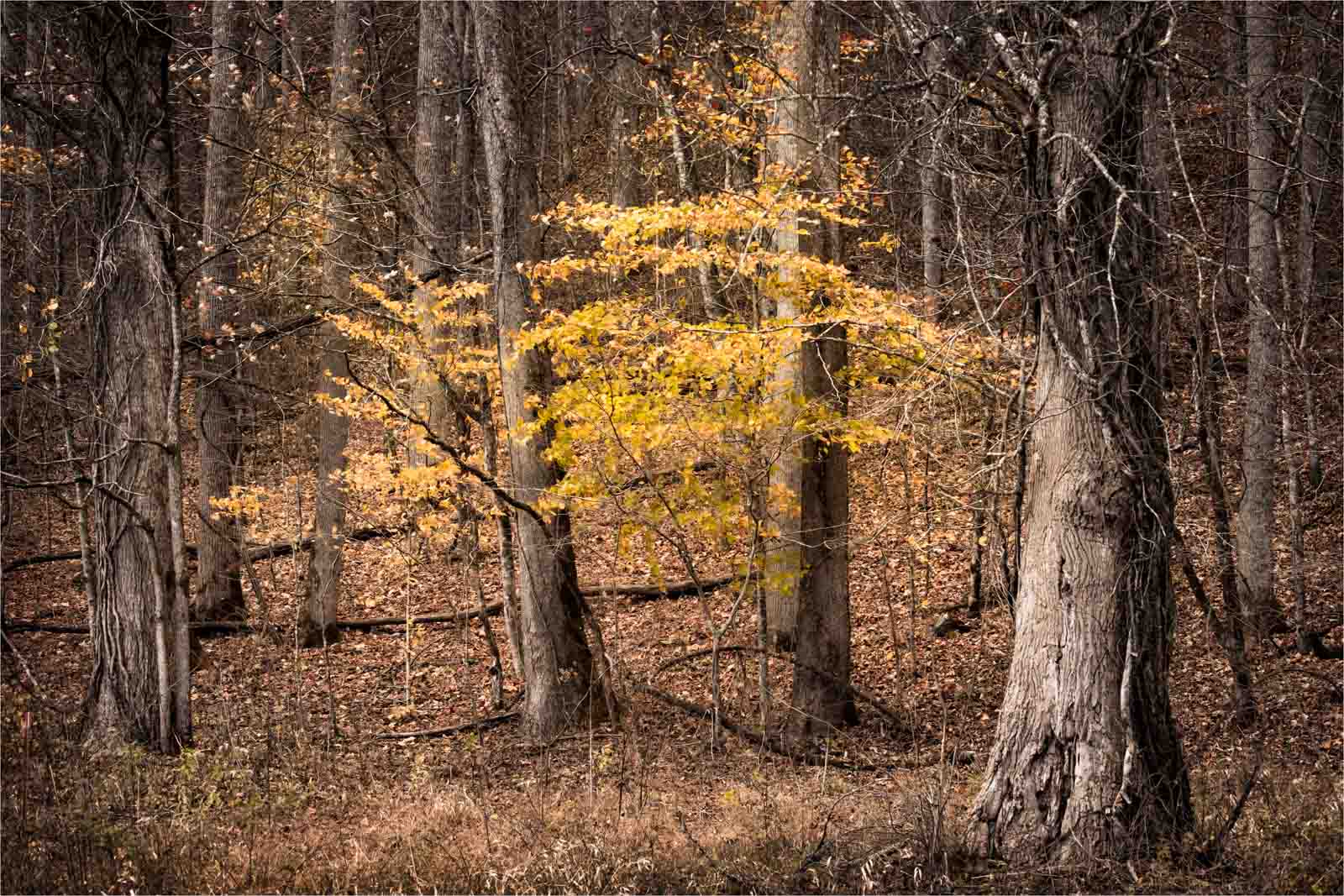 Title:  Where the Light Finds a Leaf by Barbara Gore