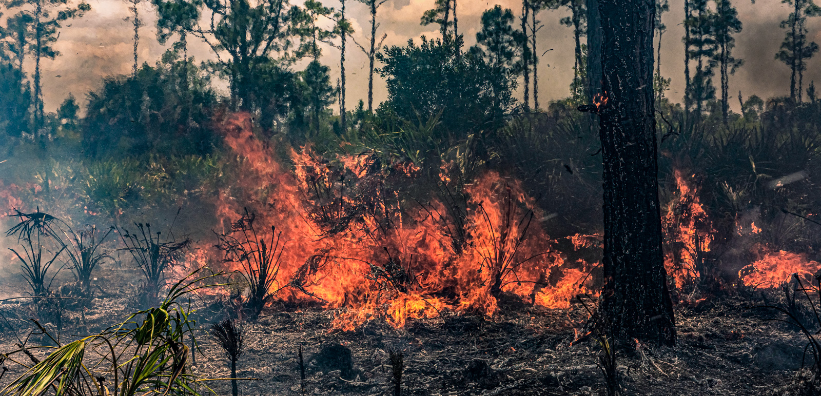 Everglades NP Fire by Larry Treadwell