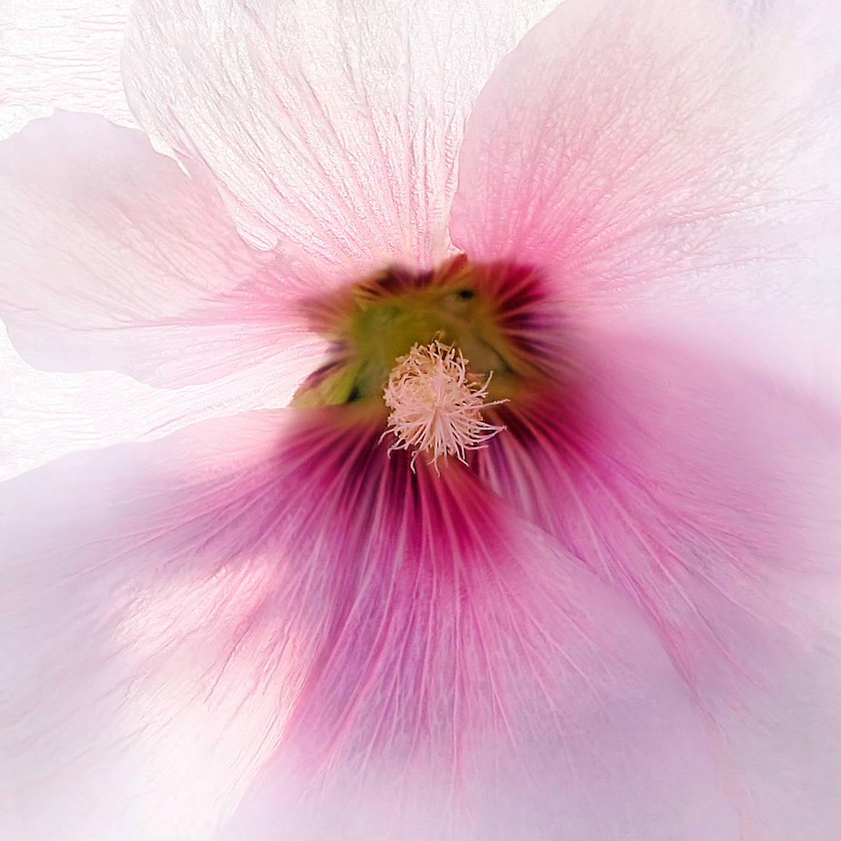 Art of a Hollyhock
