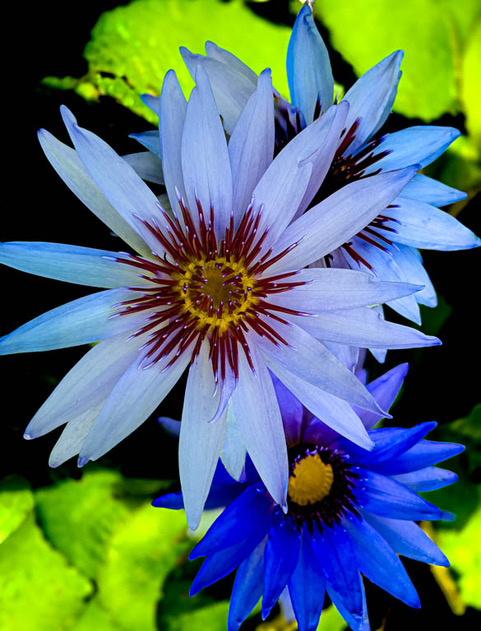 Beautiful blue lilies by Ricarda Dudek
