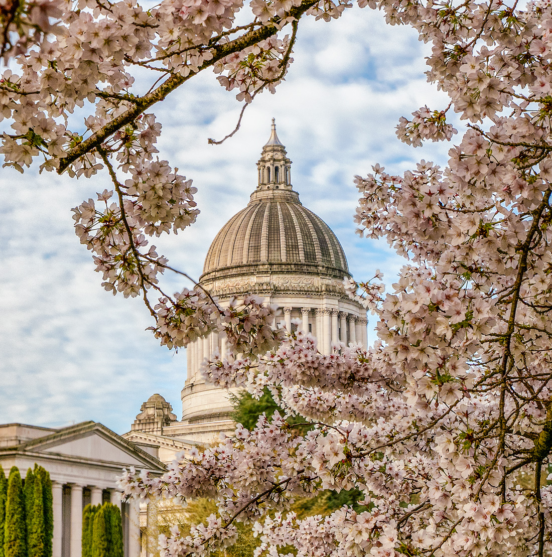 Cherry Blossoms at Olympia Capitol by Peter Cheung