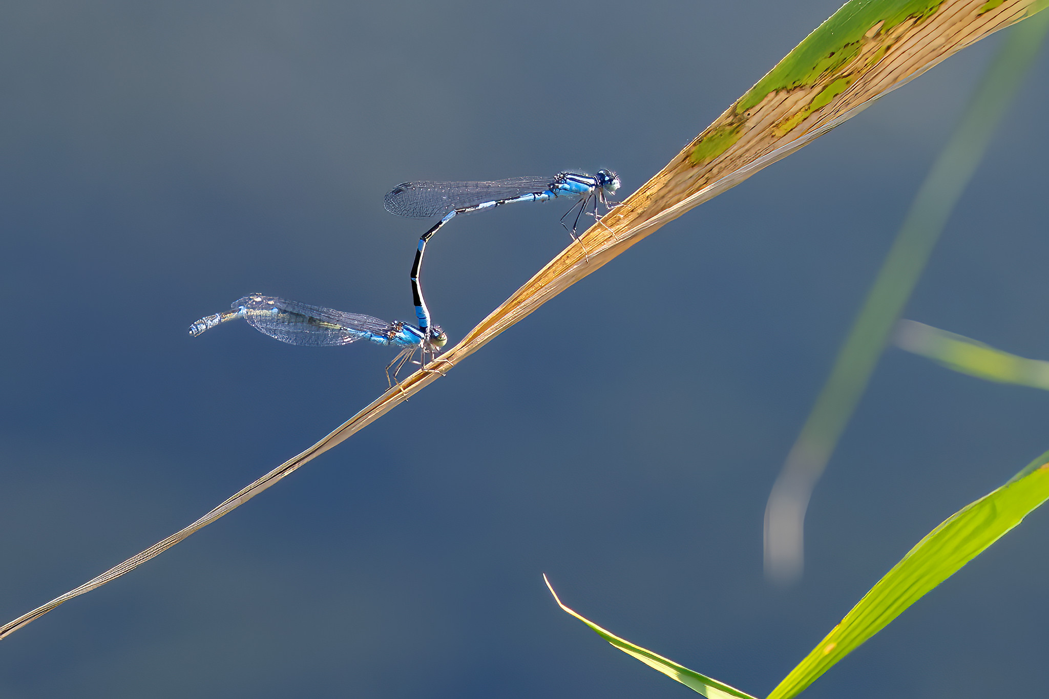 Dragonflies by Peter Cheung