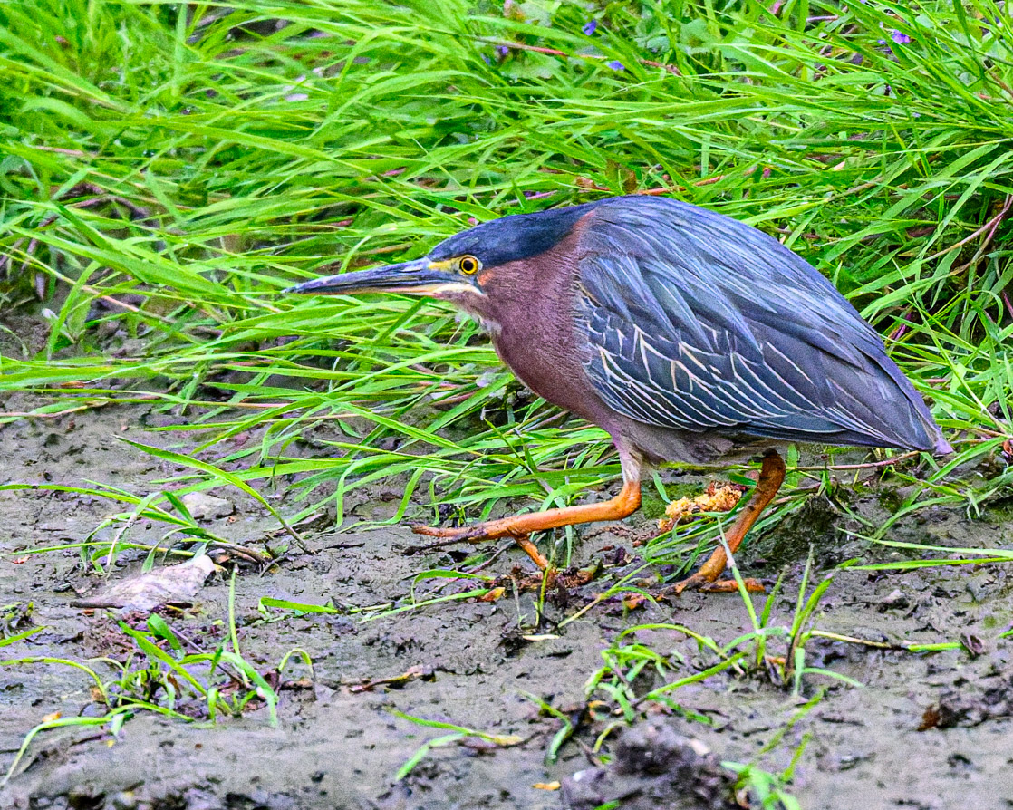 Green Heron Stalking its Prey by Howard Frank