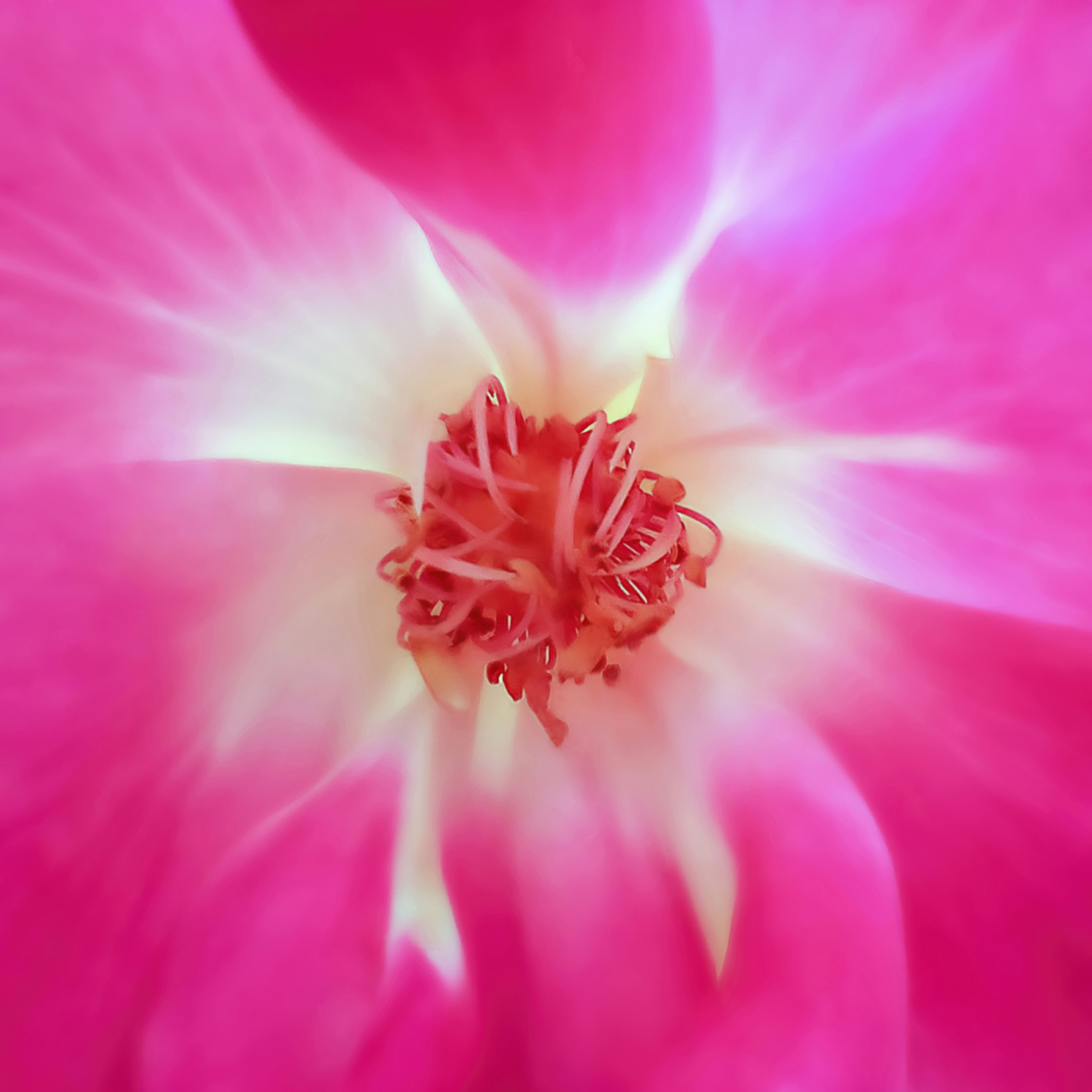 Gallic Grace A Heritage in Petals
