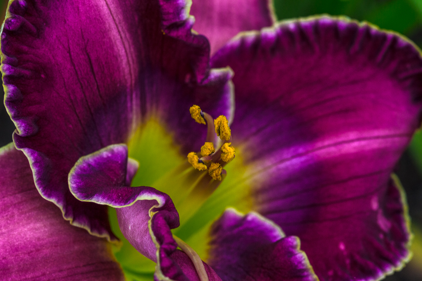 Daylily by Kathy Hradecky