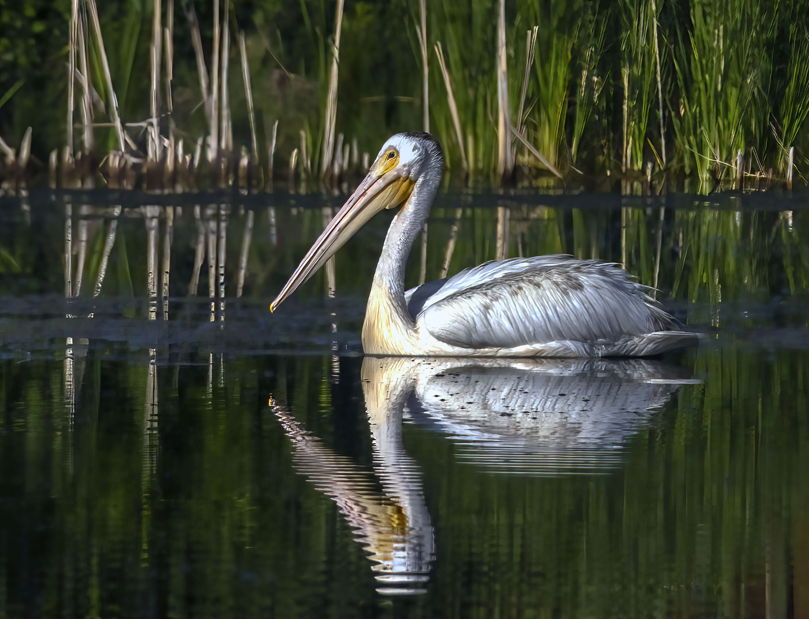 Colorado Pelican by Bob Scott