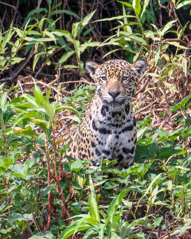 Camouflaged Jaguar by Howard Frank