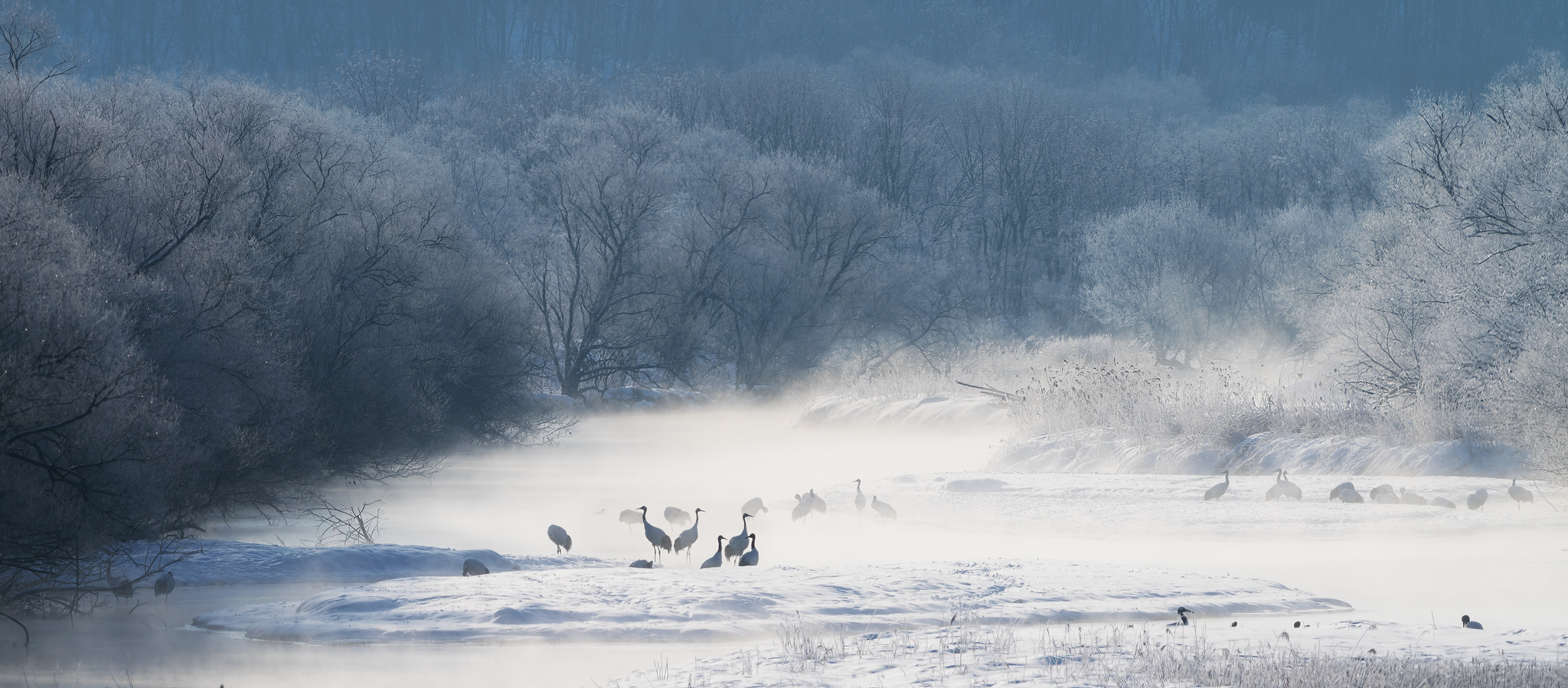 Red-Crowned Cranes by Peter Cheung