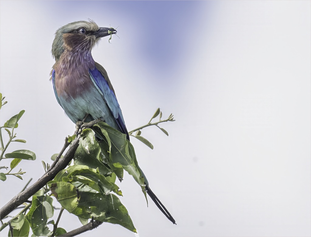 Lilac Breasted Roller by Bob Scott