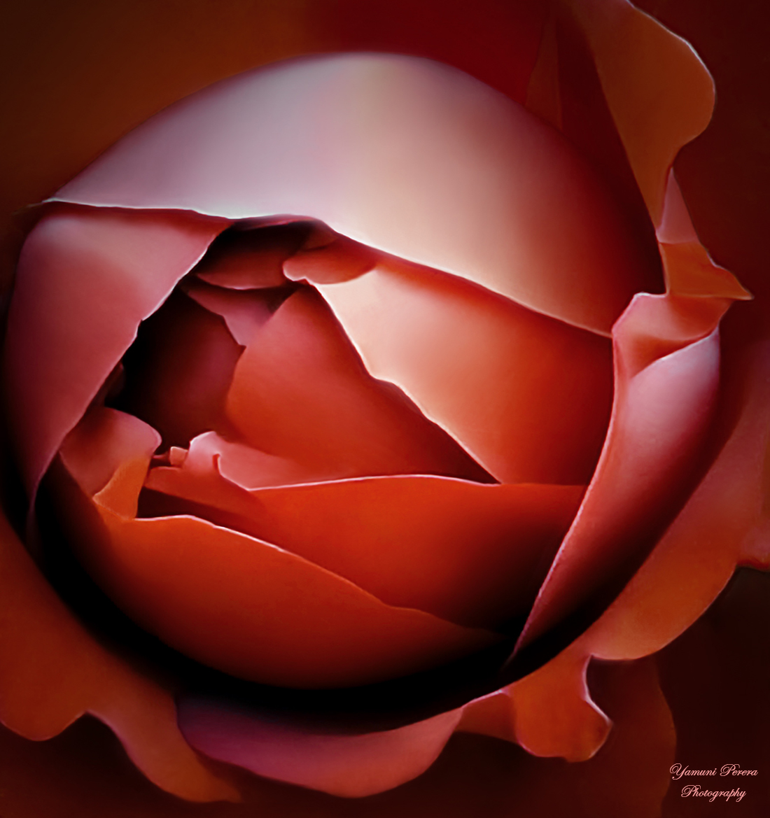 Art of a Rose by Yamuni Perera
