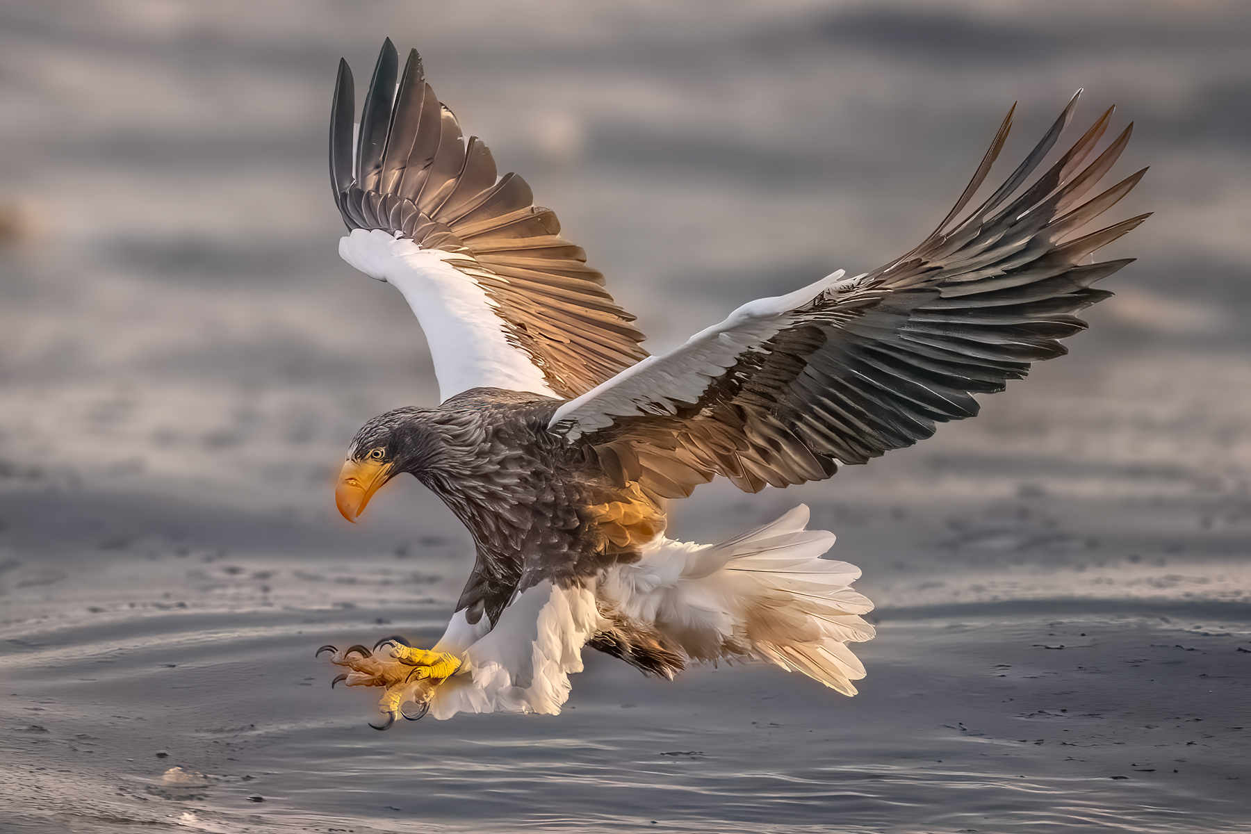 Steller's Sea Eagle