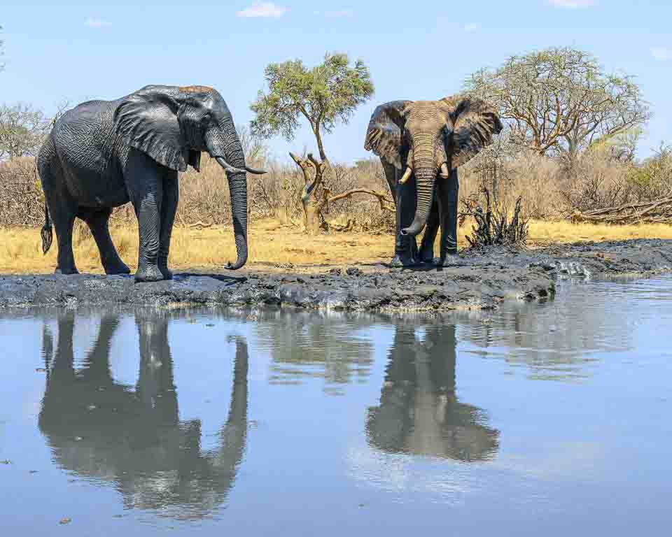 After the mudbath by Howard Frank