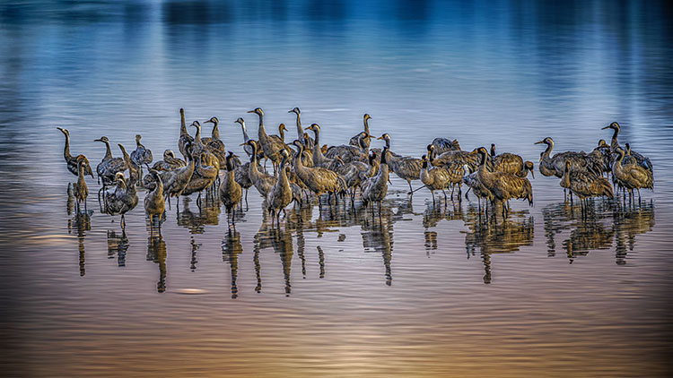 The great migration of birds by Joseph Rahav