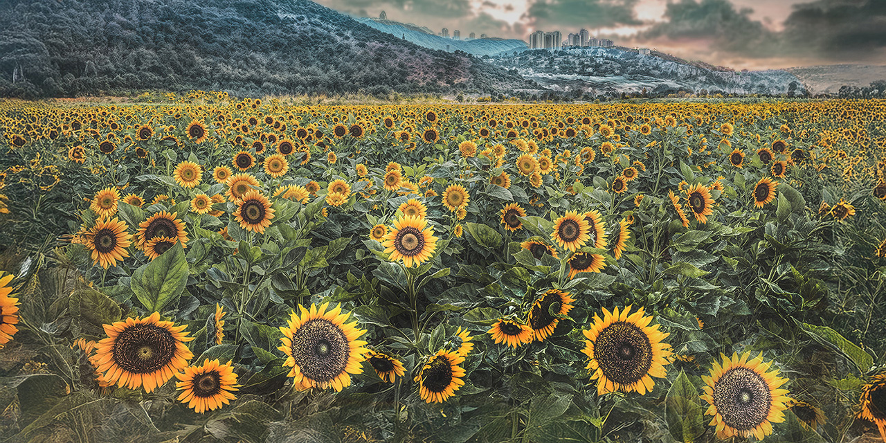 Where the sunflowers dream by Joseph Rahav