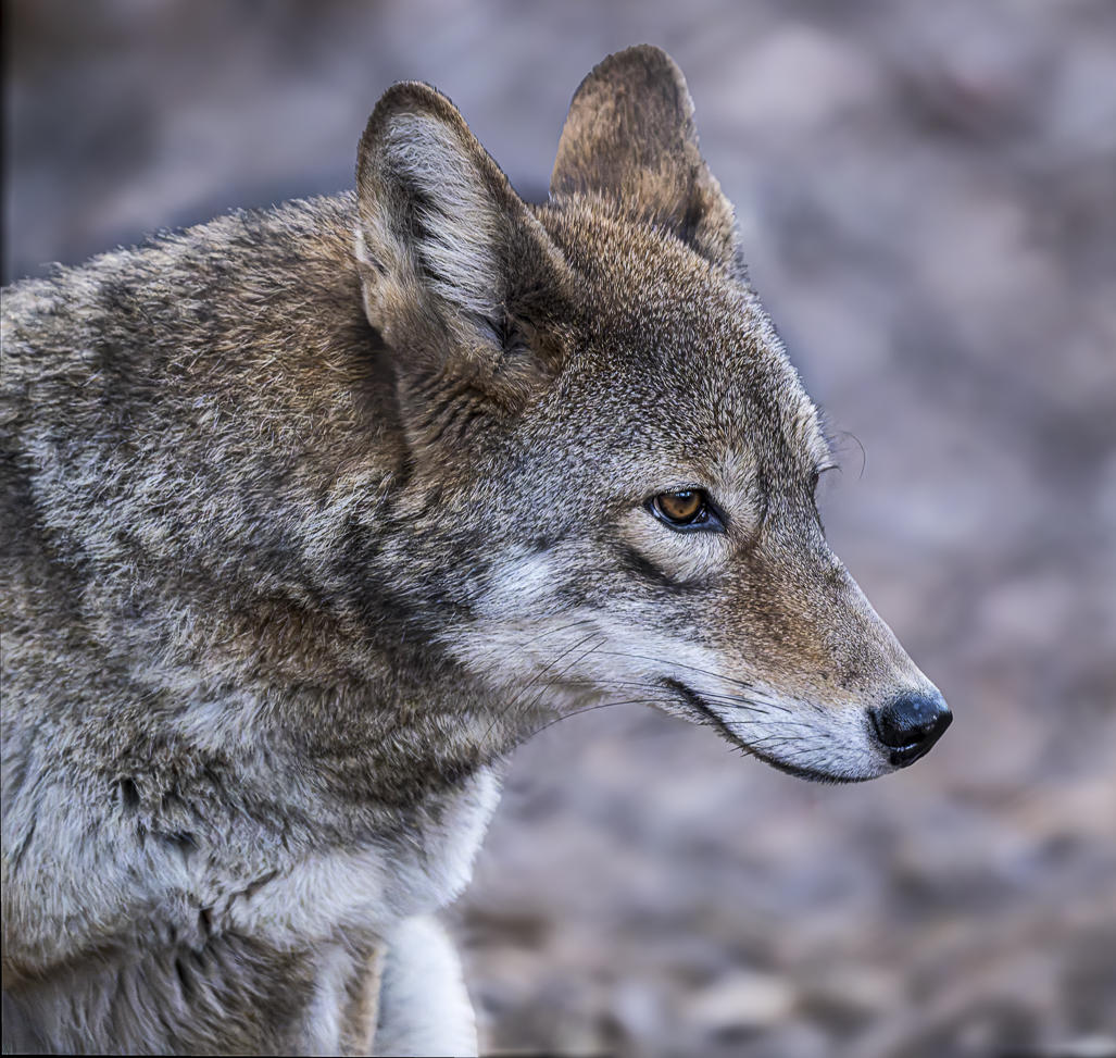 contemplative coyote by Howard Frank