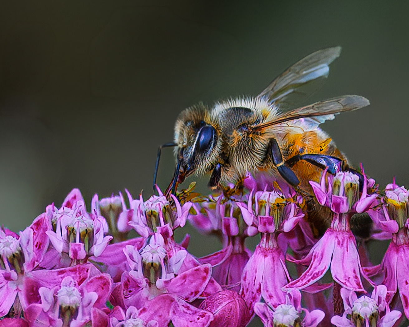 Honeybee