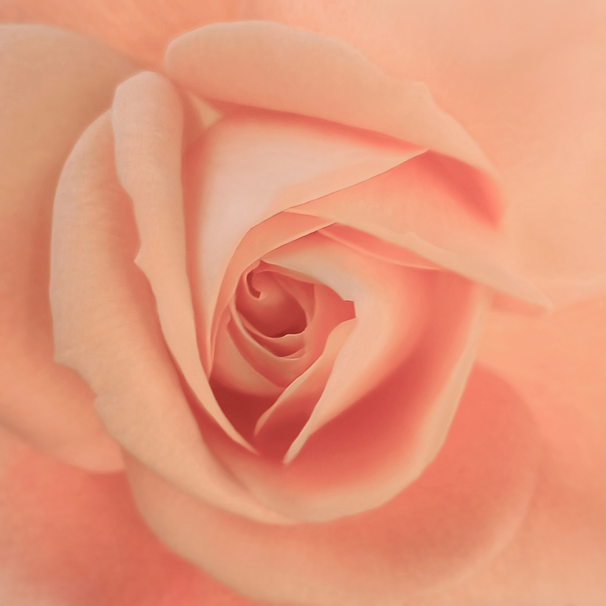 Softness unfolding in silence by Yamuni Perera