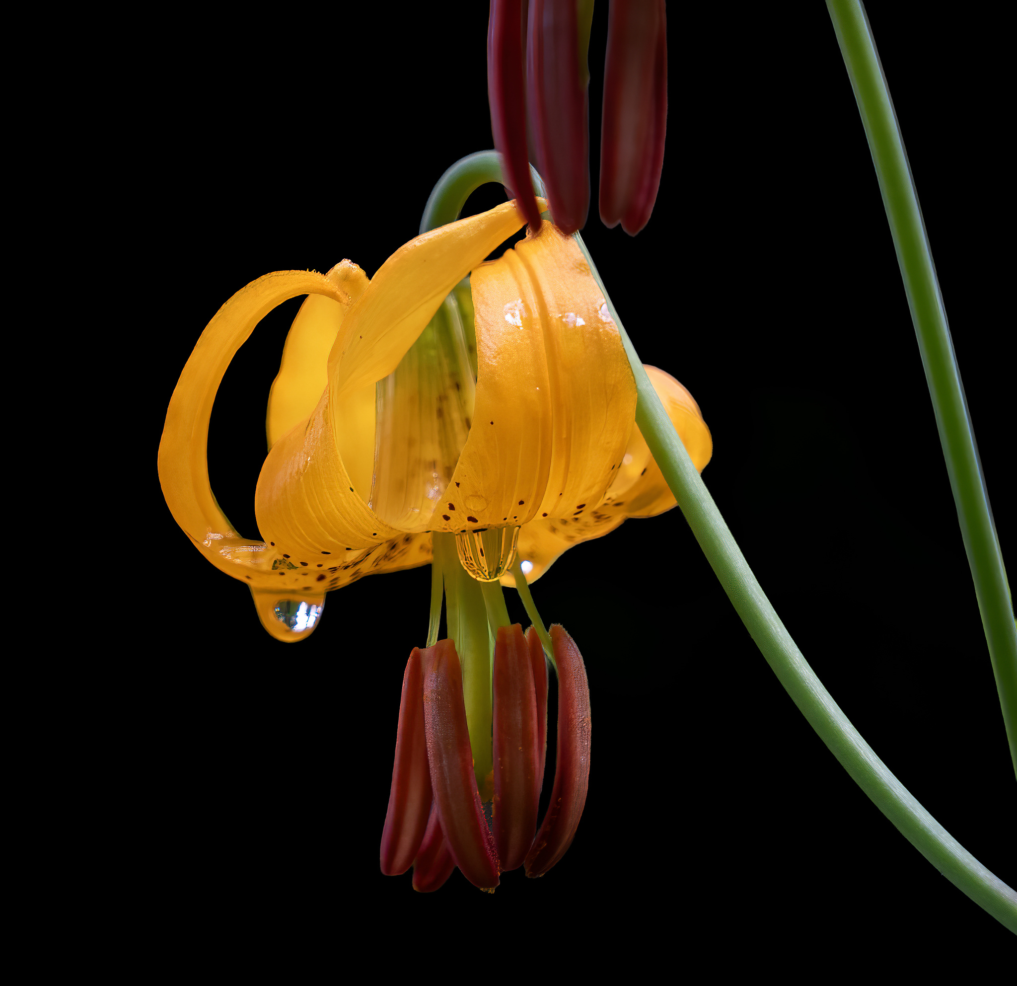 Tiger Lily by Peter Cheung