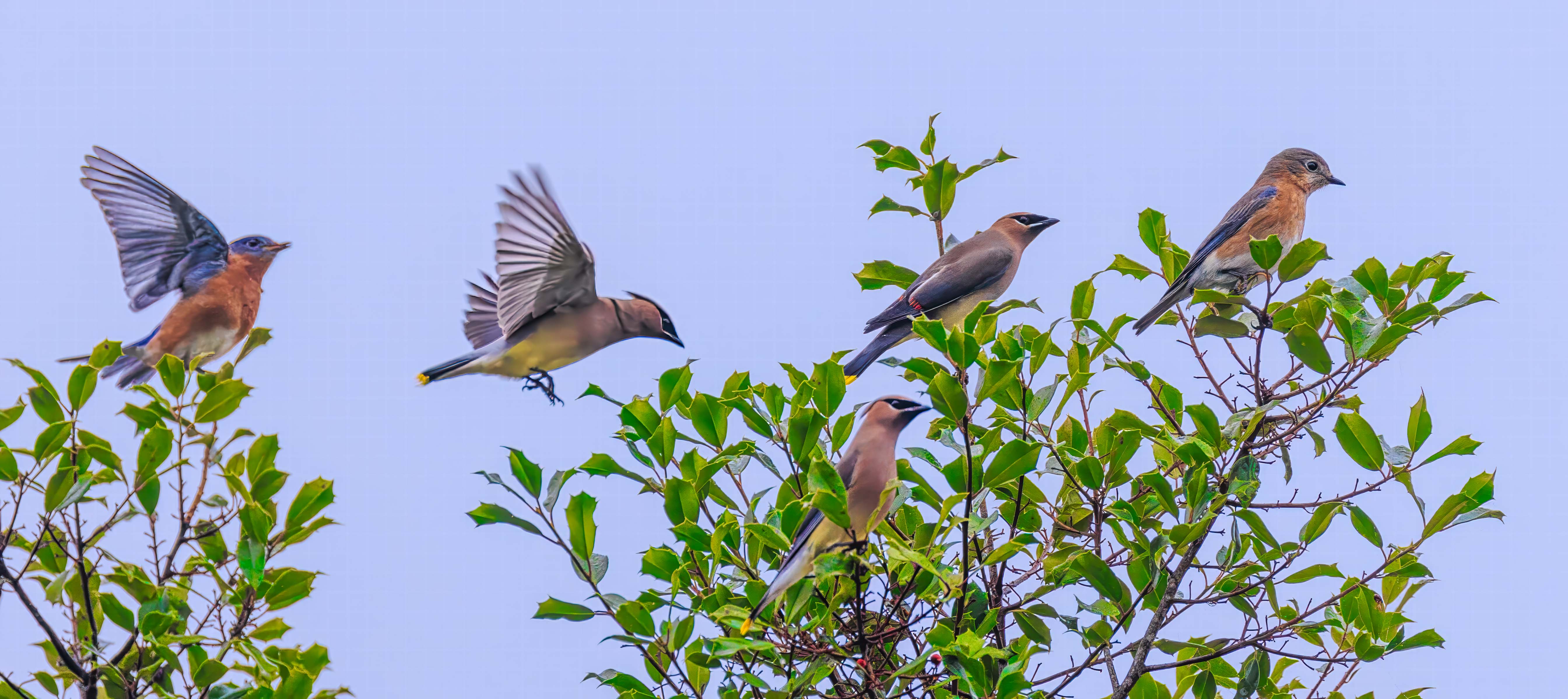 Blues and Waxwings