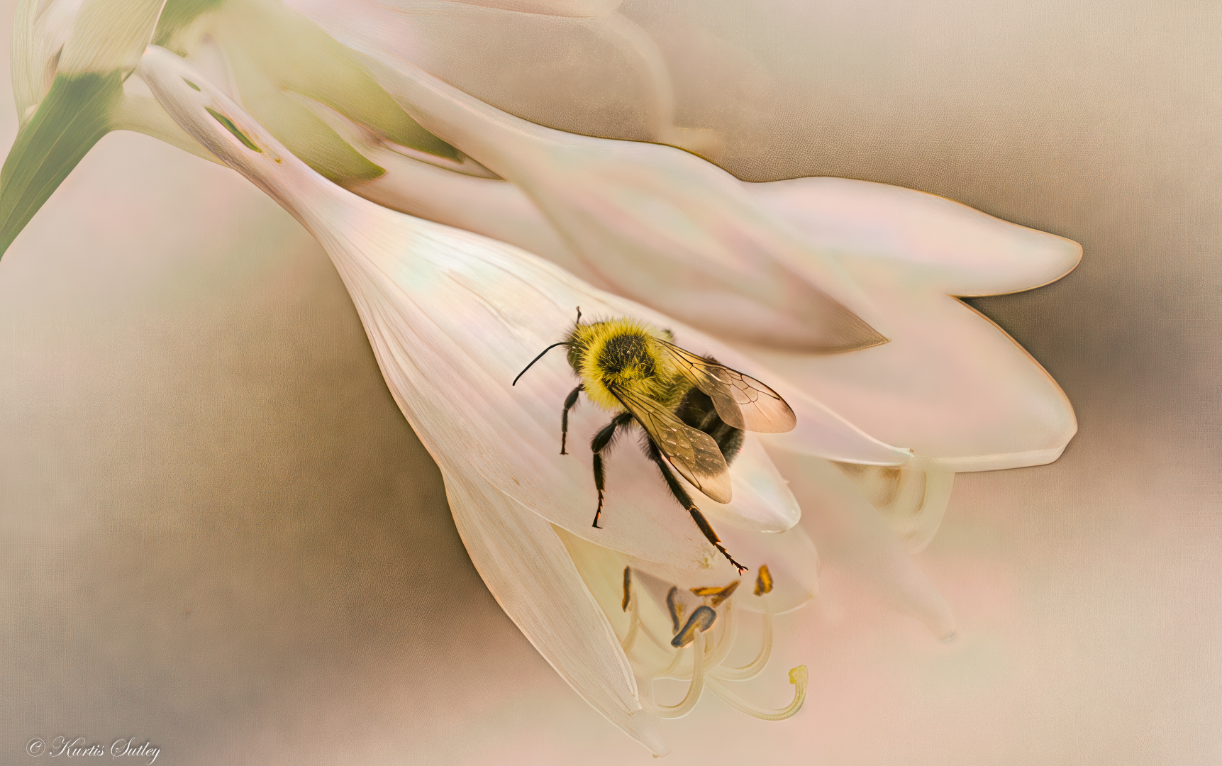 Untitled by Kurtis Sutley