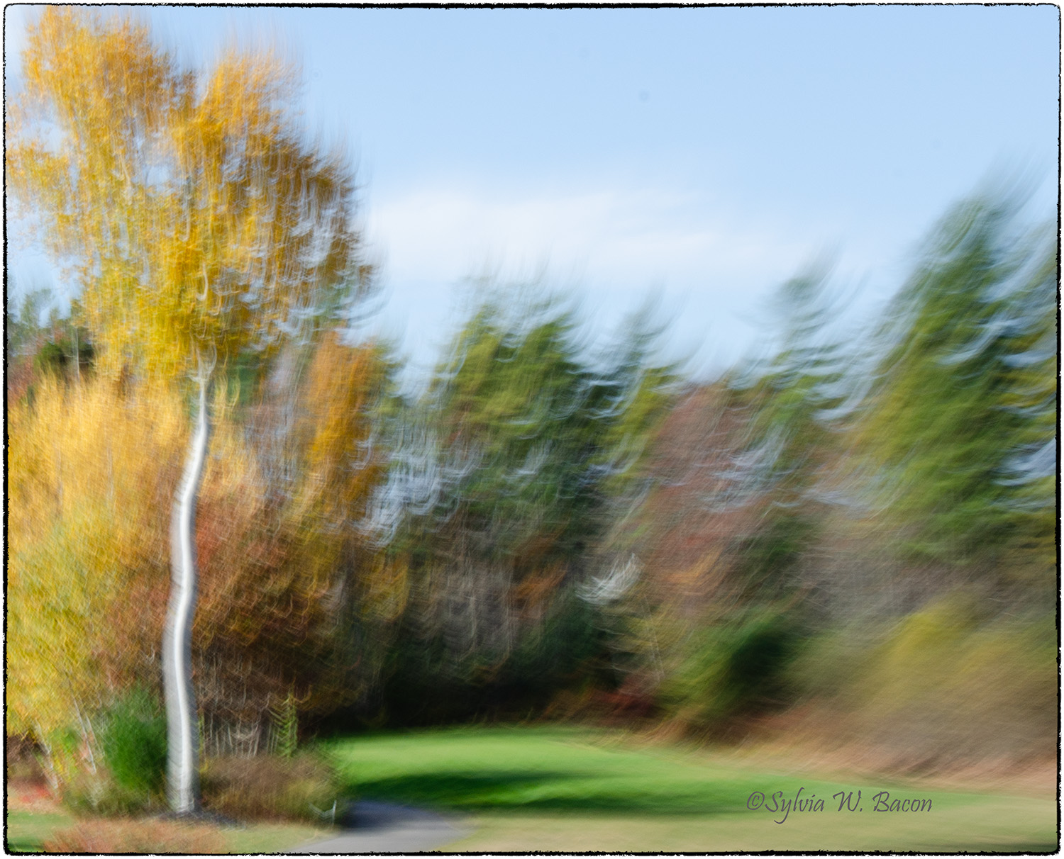 Autum Leaves by Sylvia Bacon