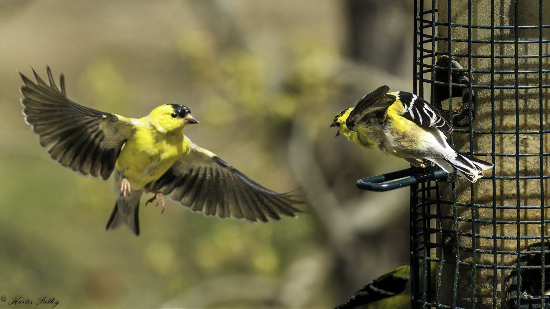 Finch Fight by Kurtis Sutley