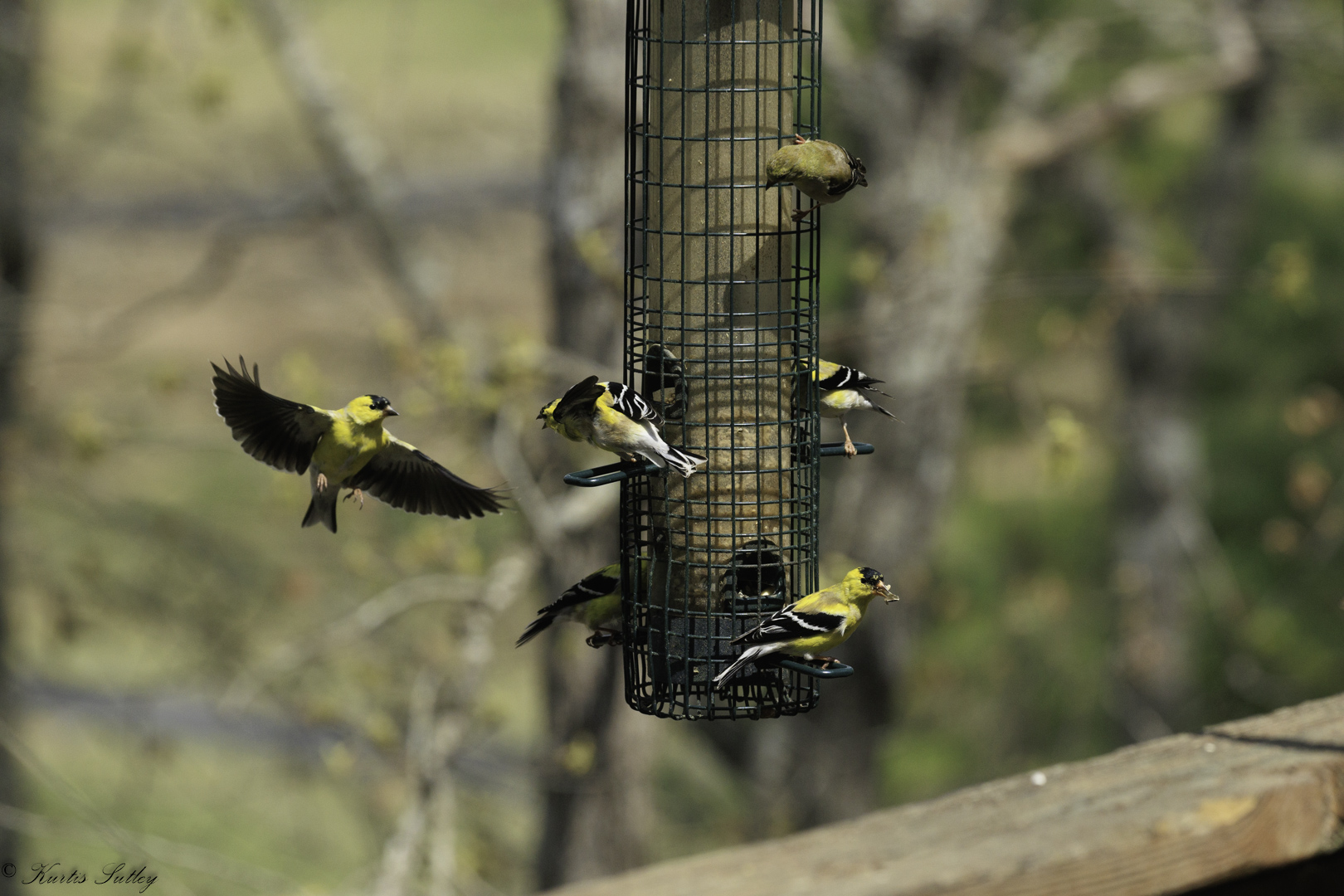 April 2026 - Kurtis Sutley