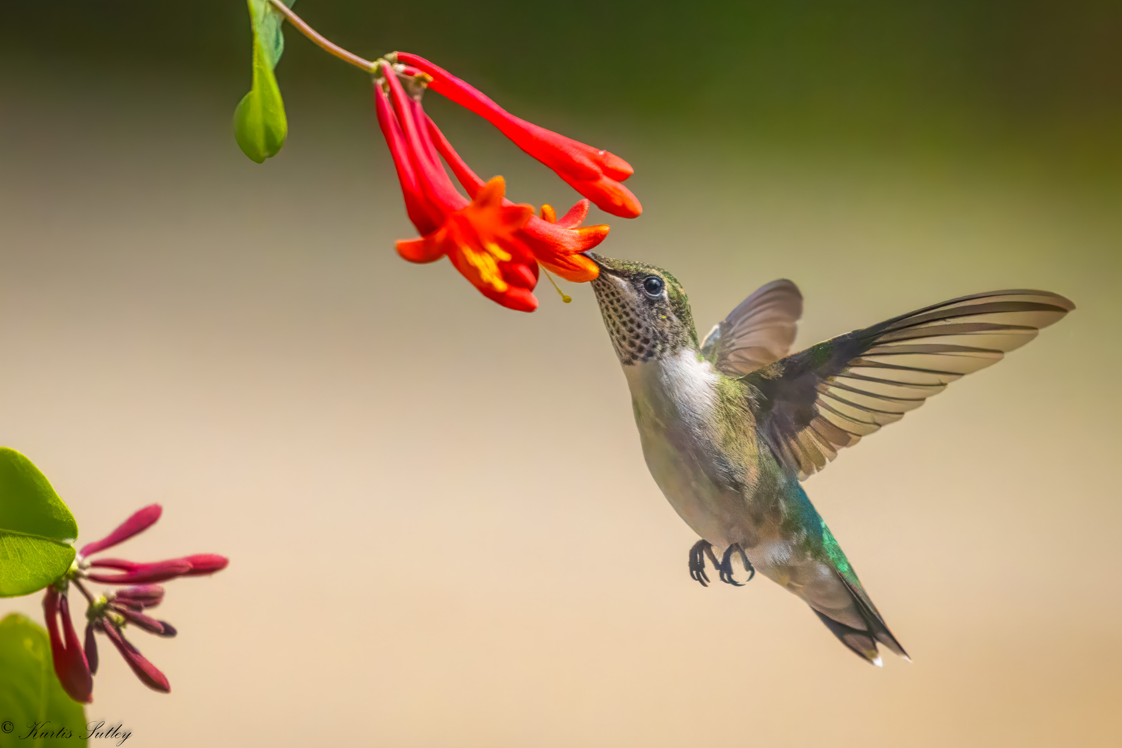 Hummingbird by Kurtis Sutley