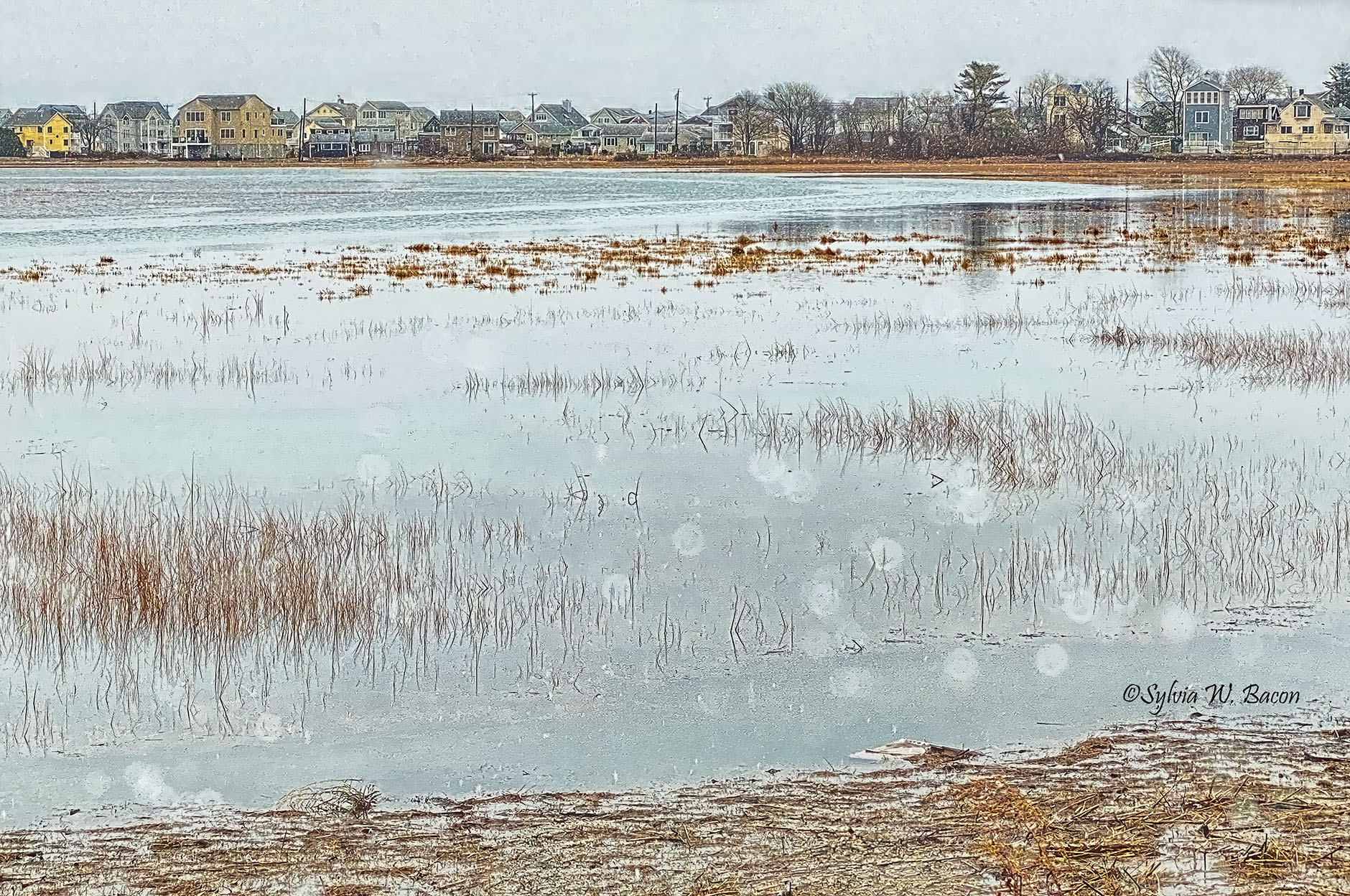 Snowy Maine by Sylvia Bacon