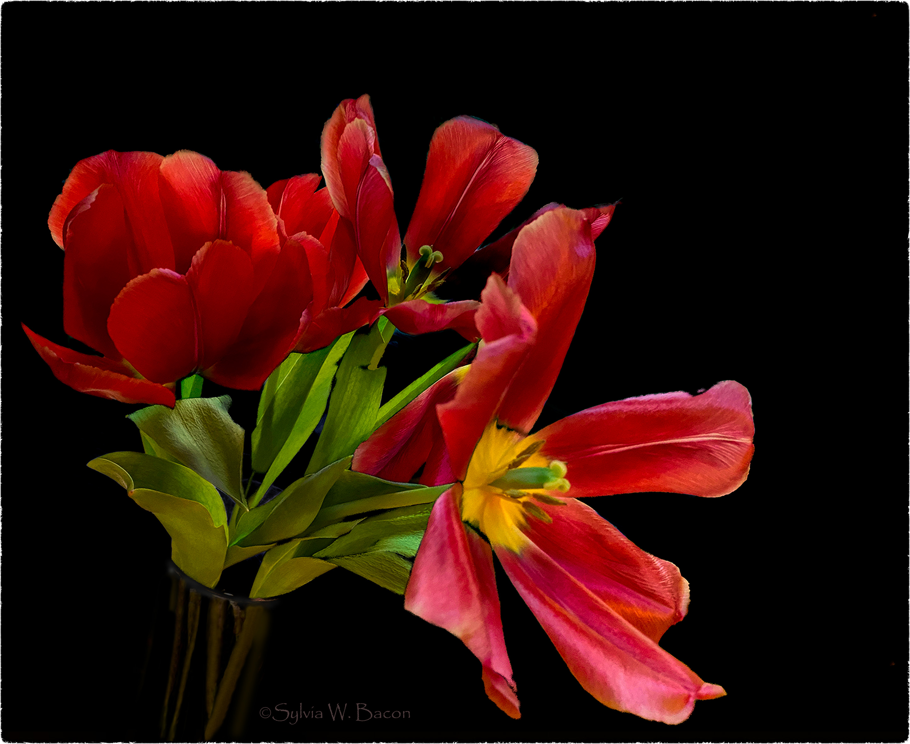 Red Tulips by Sylvia Bacon