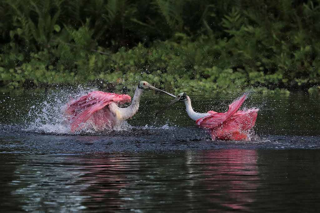 Splish Splash by Marge Barham